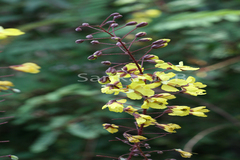 Caesalpinia mimosoides